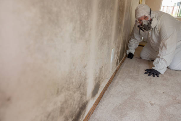 Best Asbestos and Lead Testing During Mold Inspection  in Maryvle, IL